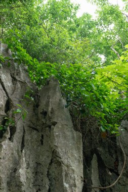 büyük kaya ve orman