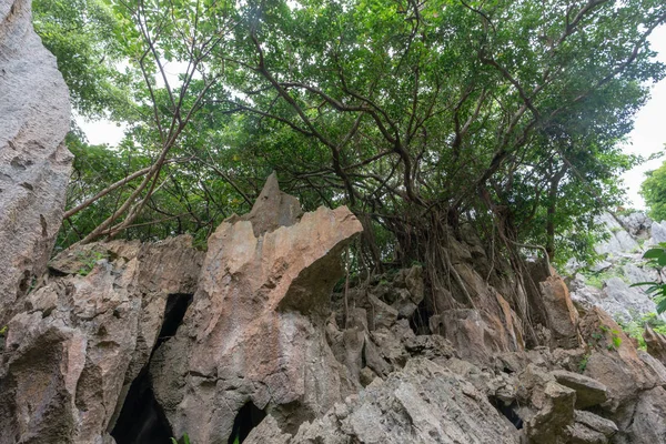 Gran Roca Bosque — Foto de Stock