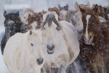 atların kışın çalışan