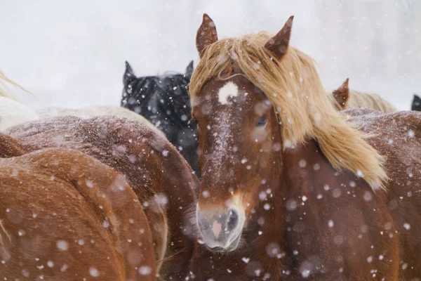 Laufpferde Winter — Stockfoto