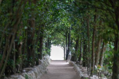 okinawa sokakta ağaç