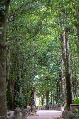 okinawa sokakta ağaç