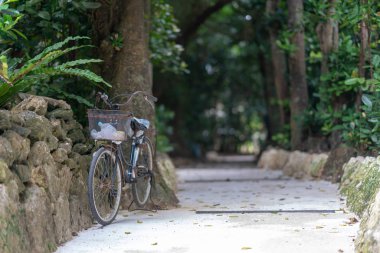 okinawa sokakta ağaç