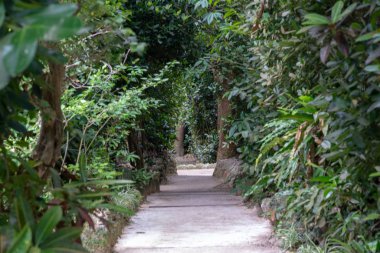 okinawa sokakta ağaç