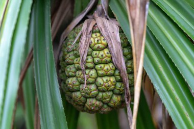 Pandanus odoratissimus Iriomote Adası