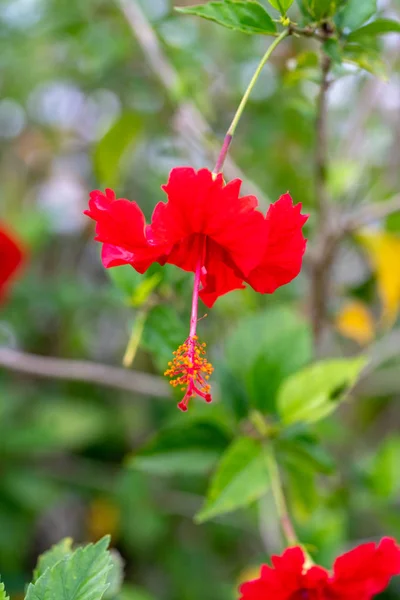 Hibiscus Summer Okinawa — Stock Photo, Image