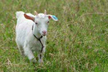 keçi Iriomote Adası