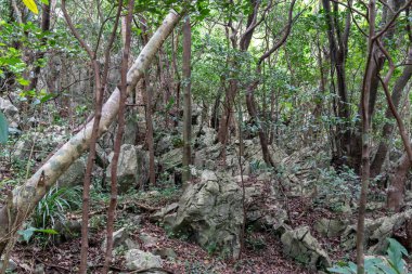 Büyük kaya ve ağaç Okinawa