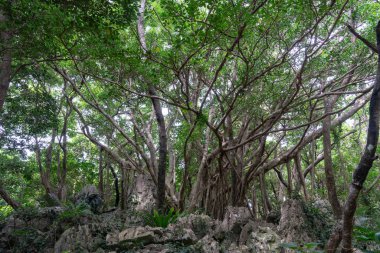 Büyük kaya ve ağaç Okinawa