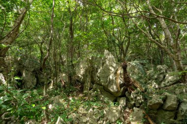 Büyük kaya ve ağaç Okinawa