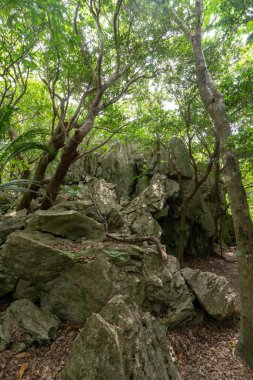 Büyük kaya ve ağaç Okinawa