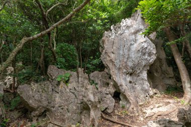 Büyük kaya ve ağaç Okinawa