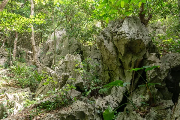 Gran Roca Árbol Okinawa — Foto de Stock