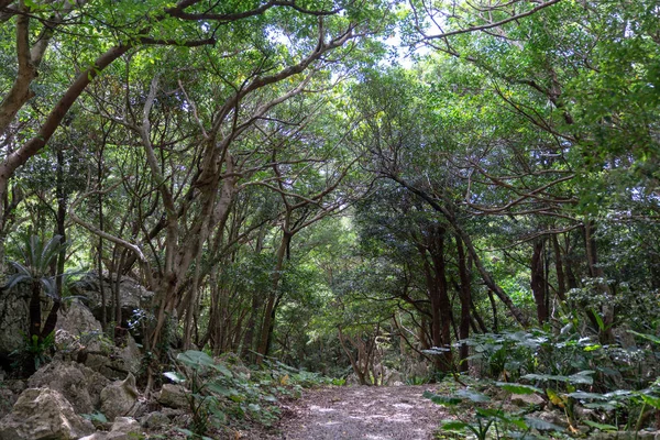 Μεγάλο Βράχο Και Δέντρο Στην Οκινάουα — Φωτογραφία Αρχείου