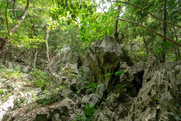 Gran Roca Árbol Okinawa — Foto de Stock