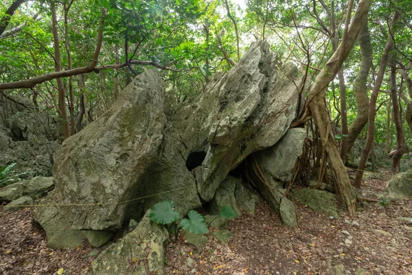 Gran Roca Árbol Okinawa — Foto de Stock