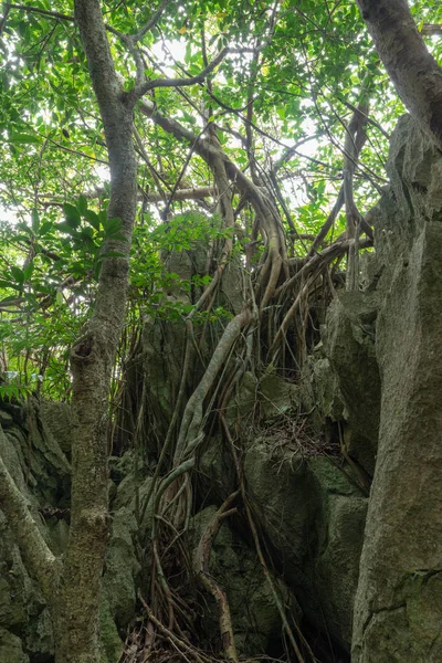 Gran Roca Árbol Okinawa — Foto de Stock