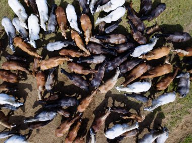 geniş alan içinde atlar