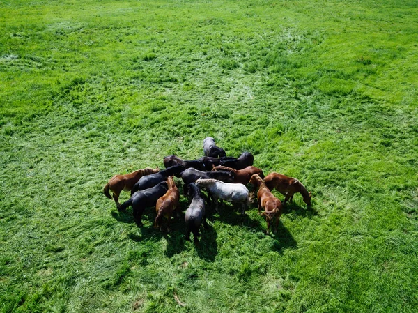 Cavalos Campo Largo — Fotografia de Stock