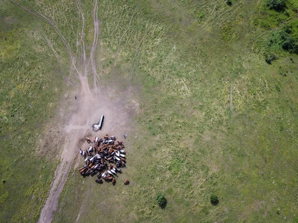 Horses Wide Field — Stock Photo, Image