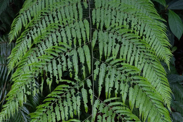 沖縄のシダ植物 — ストック写真
