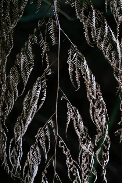 沖縄のシダ植物 — ストック写真