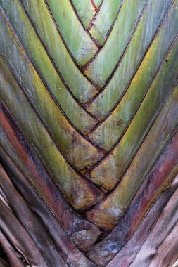 Okinawa büyük palmiye yaprağı