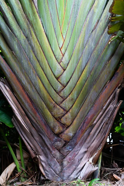 Big Palm Leaf Okinawa — Stock Photo, Image