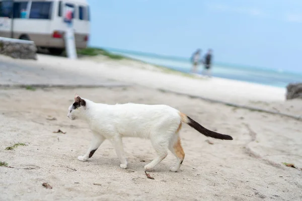 Stray Cat Kondoi Beach — Stock Photo, Image