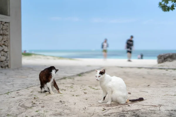 Stray Cat Kondoi Beach — Stock Photo, Image