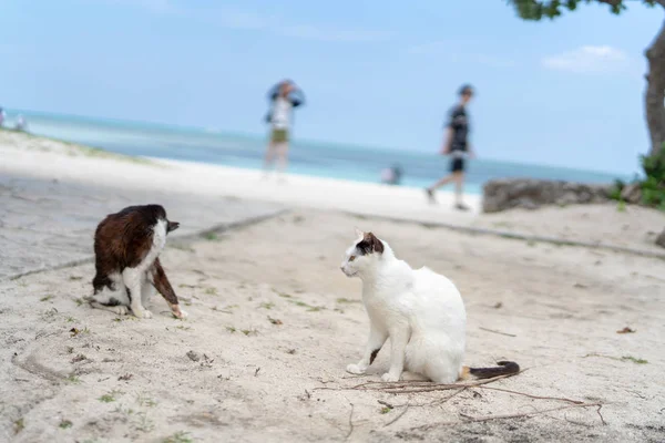 Stray Cat Kondoi Beach — Stock Photo, Image