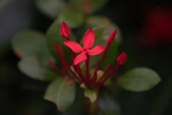 Ixora Chinensis Okinawa — Photo