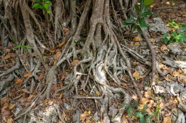 Büyük banyan ağacını taketomi Adası