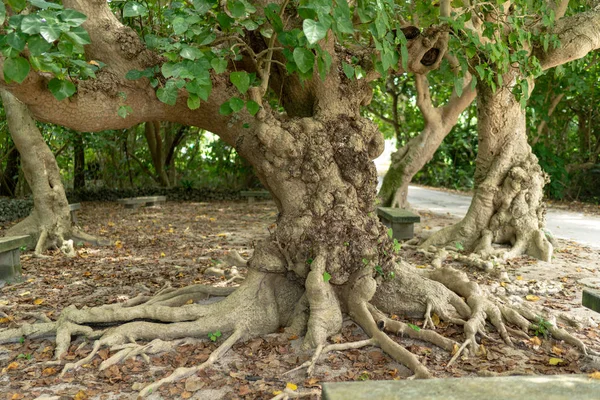 Nagy Banyan Taketomi Sziget — Stock Fotó