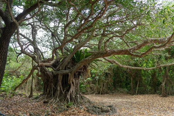 Μεγάλο Δέντρο Banyan Στο Νησί Της Taketomi — Φωτογραφία Αρχείου