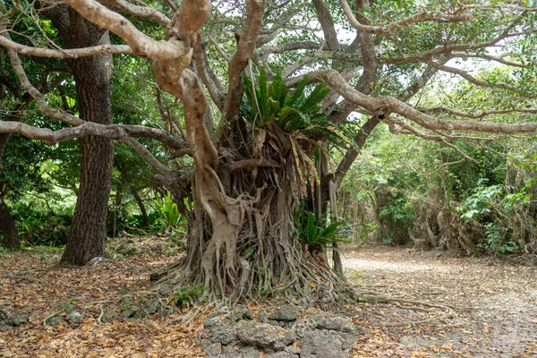 Μεγάλο Δέντρο Banyan Στο Νησί Της Taketomi — Φωτογραφία Αρχείου