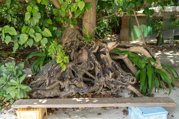 Gran Árbol Banyan Isla Taketomi —  Fotos de Stock