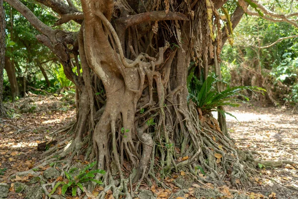Μεγάλο Δέντρο Banyan Στο Νησί Της Taketomi — Φωτογραφία Αρχείου