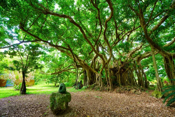 Großer Banyan Baum Auf Der Insel Taketomi — Stockfoto