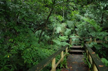 Iriomote ada ormanda yol