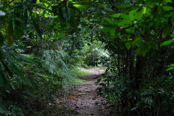 Iriomote ada ormanda yol