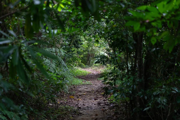 Iriomote ada ormanda yol