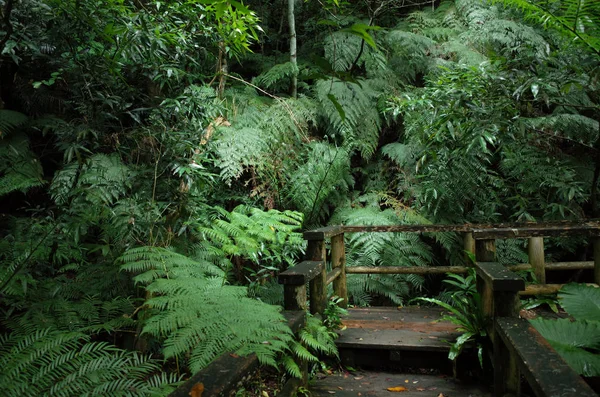 Route Vers Jungle Sur Île Iriomote — Photo