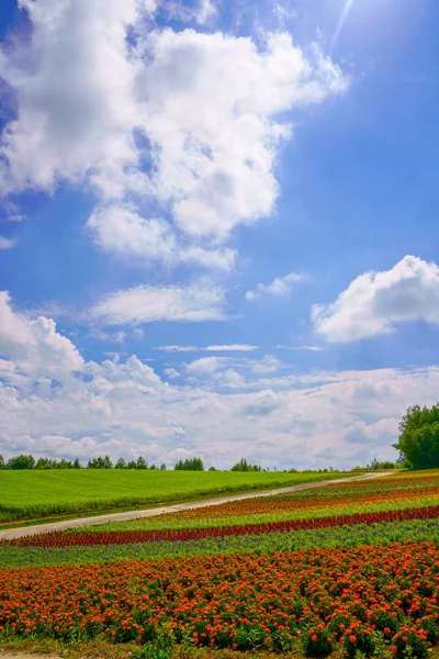 Paisagem Verão Hokkaido — Fotografia de Stock