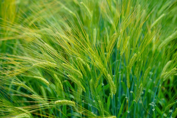 Green Wheat Summer — Stock Photo, Image
