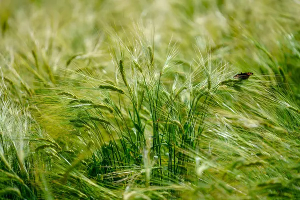 在夏天的绿色小麦 — 图库照片