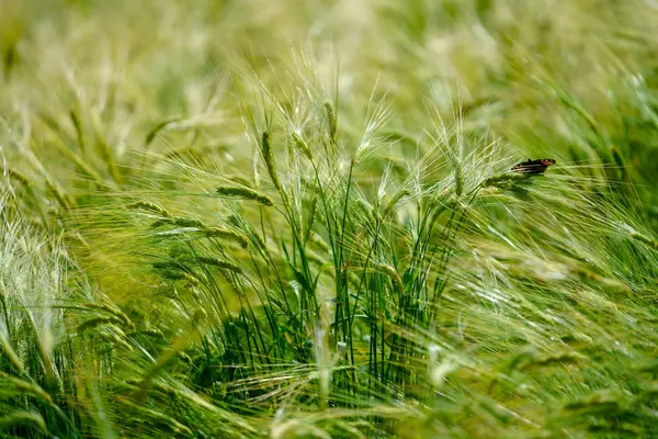 Trigo Verde Verano —  Fotos de Stock