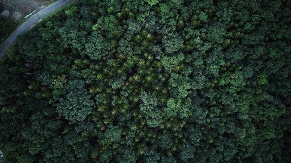 Ormanda Vurdu Aireal — Stok fotoğraf