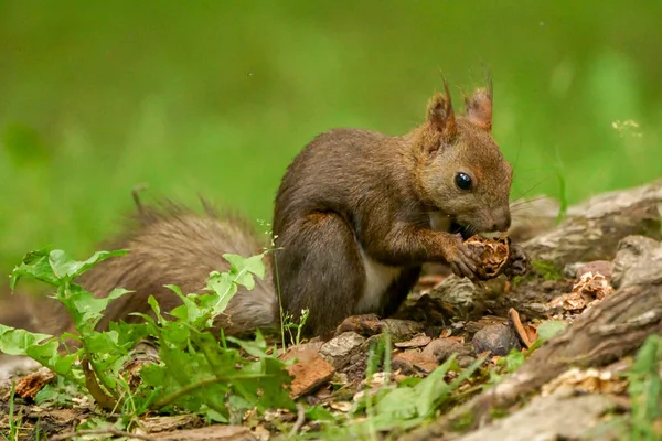 Eichhörnchen Sommer Hokkaido — Stockfoto