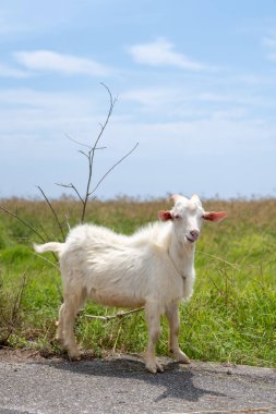 keçi hateruma Adası